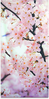 桜タペストリー 