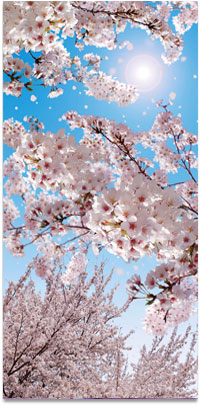 桜満開タペストリー（防炎加工済）