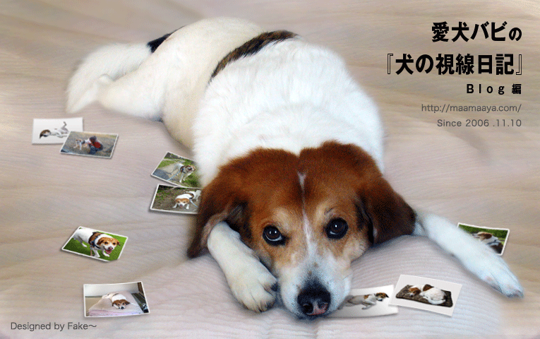 愛犬バビの『犬の視線日記』Blog編 トップ画像